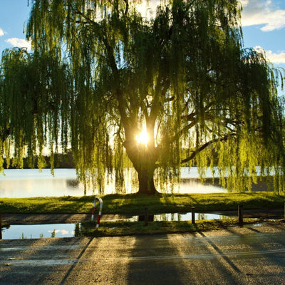 Weeping Willow - The Living Urn