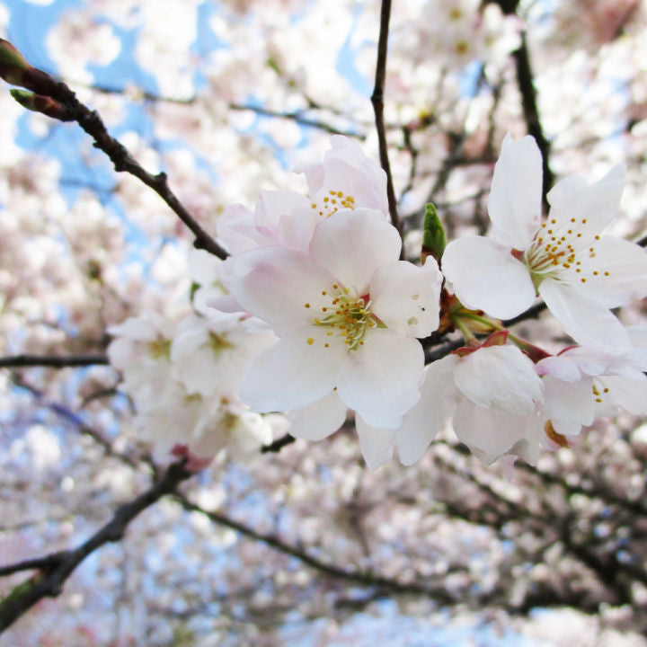 Akebono Flowering Cherry - Messenger