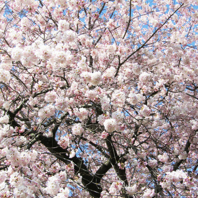 Akebono Flowering Cherry - Akers James