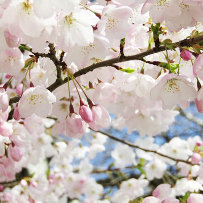 Akebono Flowering Cherry - Heaven Bound