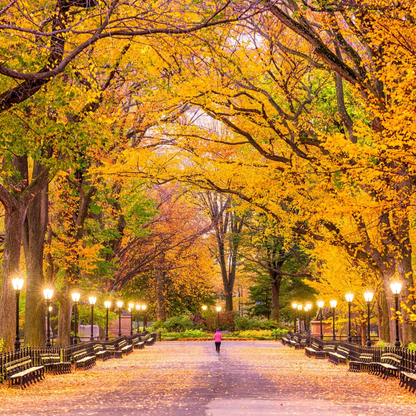 American Elm (Princeton) - Belk