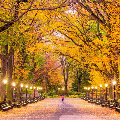 American Elm (Princeton) - Belk