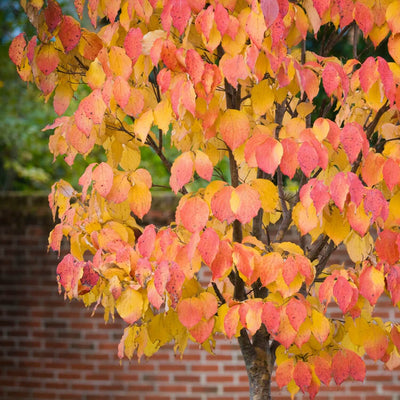 American Elm (Princeton) - Belk