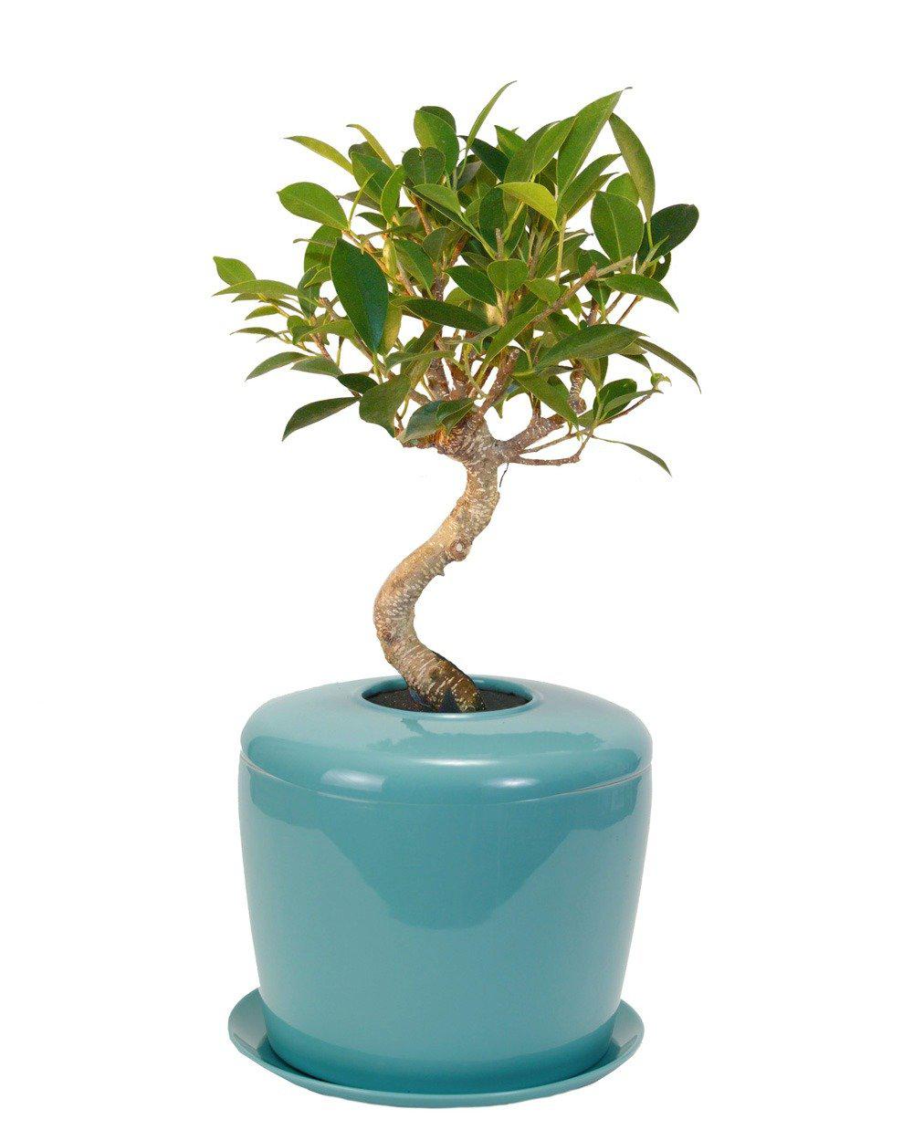 The Living Urn Indoors / Patio - SereniCare