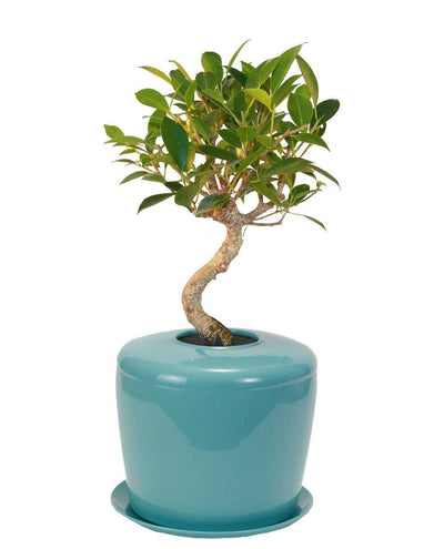 The Living Urn Indoors / Patio - SereniCare