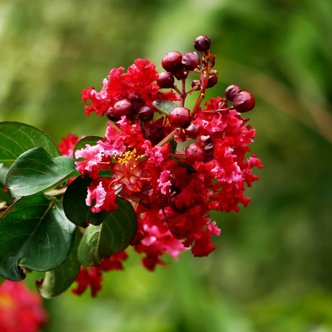 Crape Myrtle (Red) - Akers James