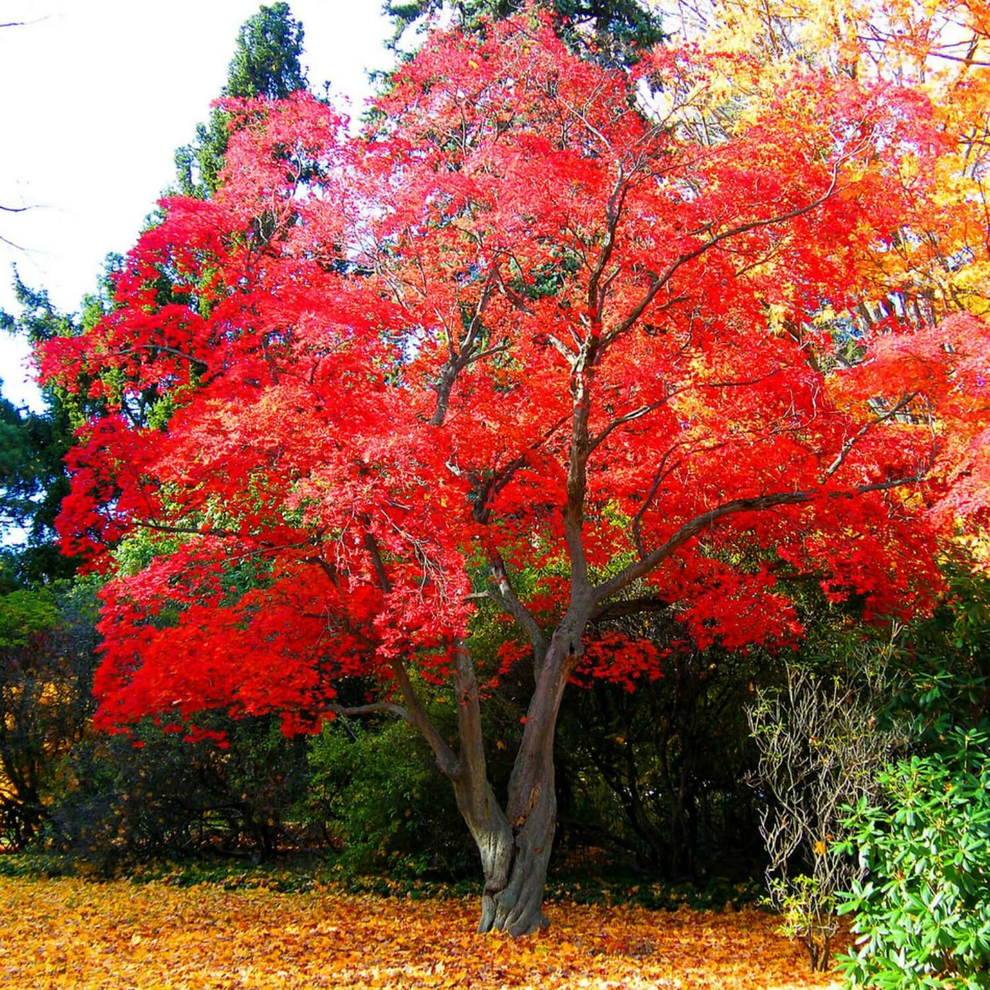 Japanese Red Maple - Akers James