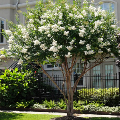 Crape Myrtle (White) - Akers James