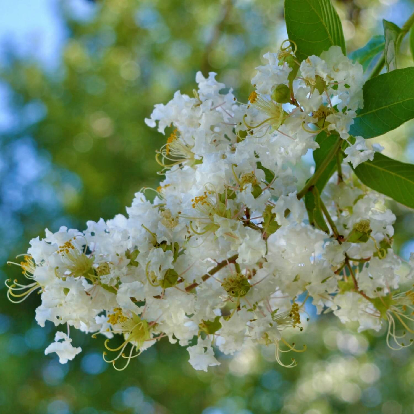 Crape Myrtle (White) - Akers James