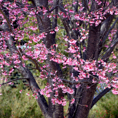 Okame Flowering Cherry - Messenger