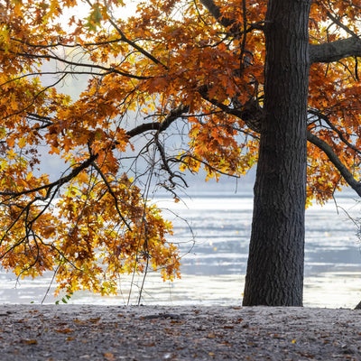Pin Oak - SereniCare