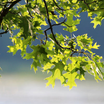 Pin Oak - SereniCare
