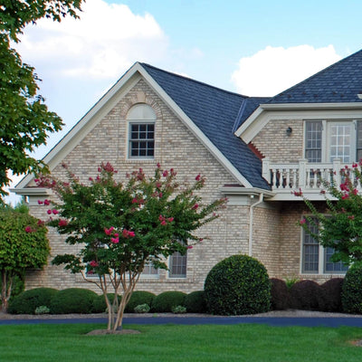 Crape Myrtle (Pink) - Akers James