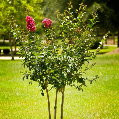 Crape Myrtle (Pink) - Akers James