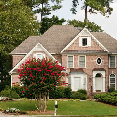 Crape Myrtle (Red) - SereniCare