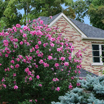 Rose of Sharon (Lucy) - Heaven Bound