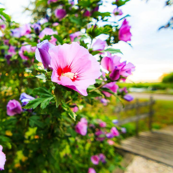 Rose of Sharon (Minerva) - SereniCare