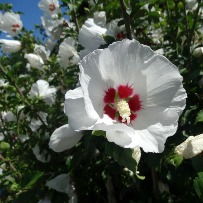 Rose of Sharon (Red Heart) - Heaven Bound