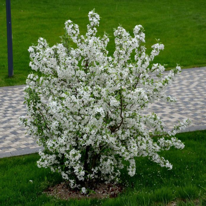 White Crabapple (Sargent) - SereniCare