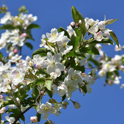 White Crabapple (Sargent) - SereniCare