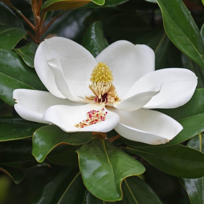 Southern Magnolia - Messenger
