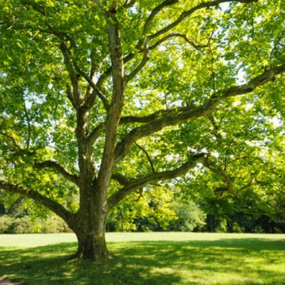 Sycamore - Akers James