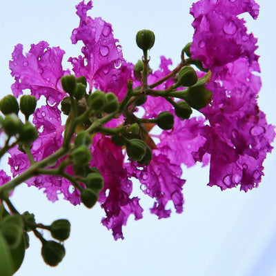 Crape Myrtle (Purple) - SereniCare