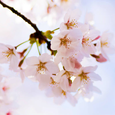 Japanese Flowering Cherry (Yoshino) - Akers James