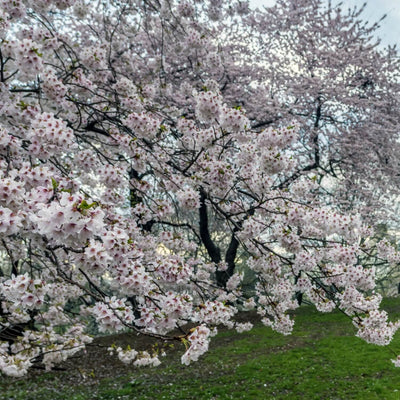 Japanese Flowering Cherry (Yoshino) - Heaven Bound