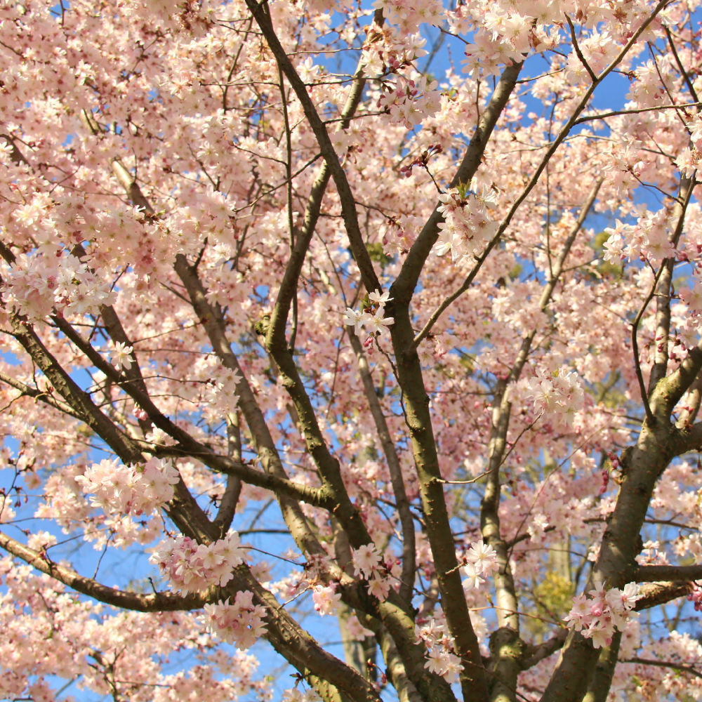 Autumnalis Flowering Cherry - Heaven Bound
