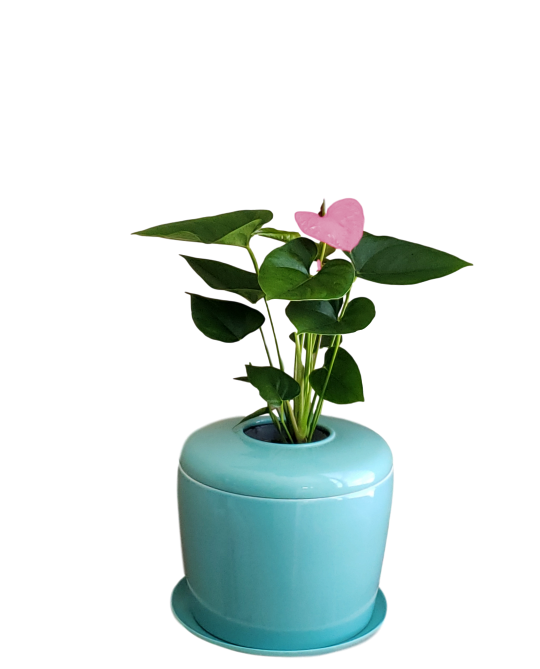 The Living Urn Indoors / Patio - SereniCare