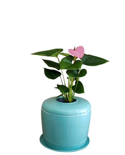 The Living Urn Indoors / Patio - SereniCare