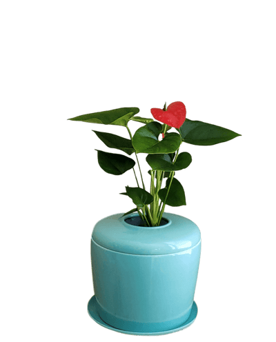The Living Urn Indoors / Patio - SereniCare
