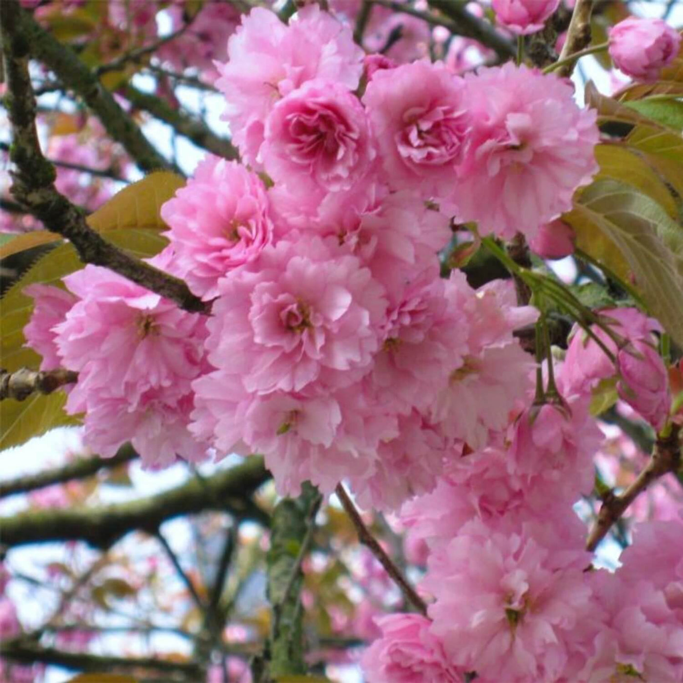 Japanese Flowering Cherry (Kwanzan) - Akers James