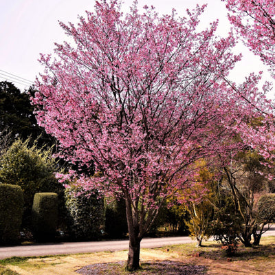 Okame Flowering Cherry - Heaven Bound