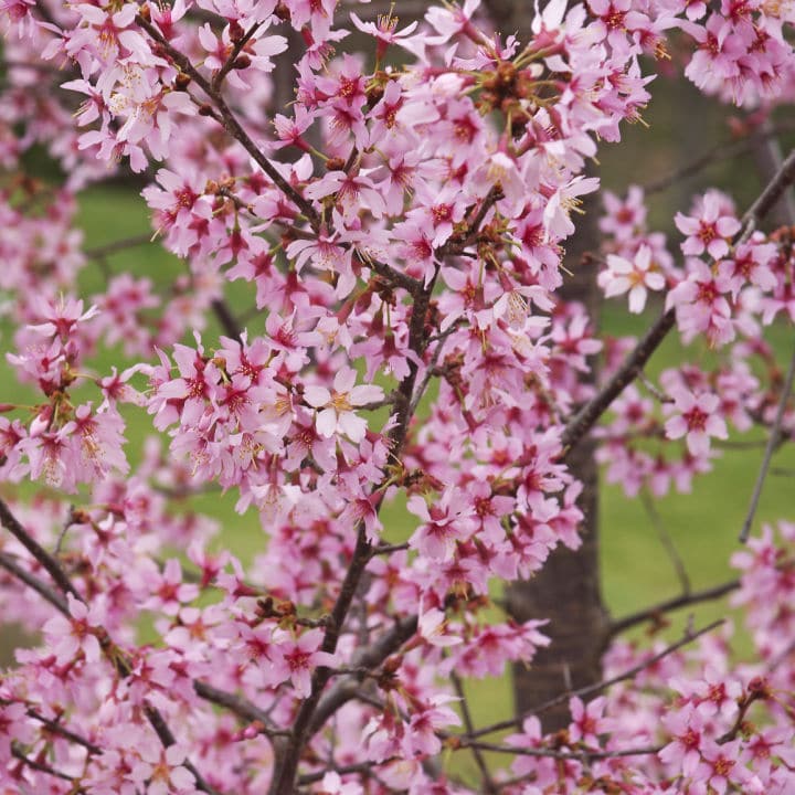 Okame Flowering Cherry - Messenger