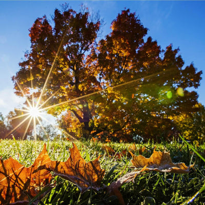 Sugar Maple - The Living Urn