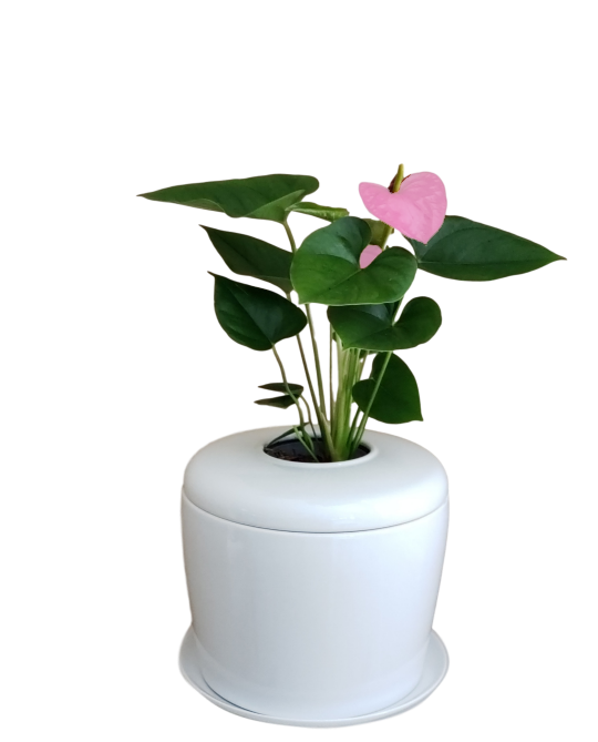 The Living Urn Indoors / Patio - SereniCare