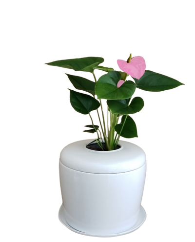 The Living Urn Indoors / Patio - SereniCare