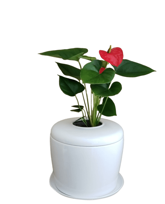 The Living Urn Indoors / Patio - SereniCare