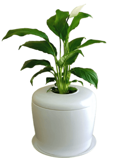 The Living Urn Indoors / Patio - SereniCare